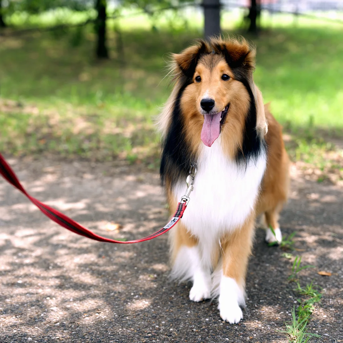 愛犬杏（シェットランドシープドッグ）