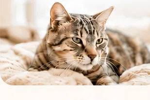 くつろぐキジトラの猫